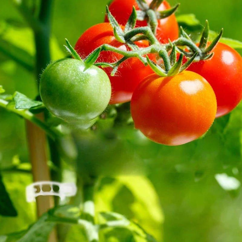 StableGrowth™ | Zorg voor een stevig tuin