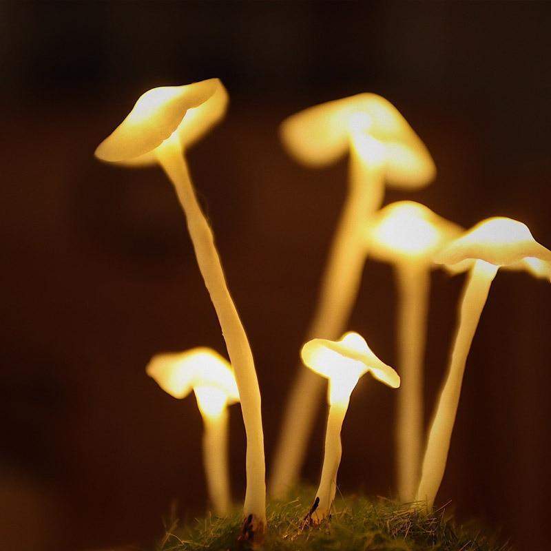 ShroomJar™ | Geniet van verse huisgemaakte champignons