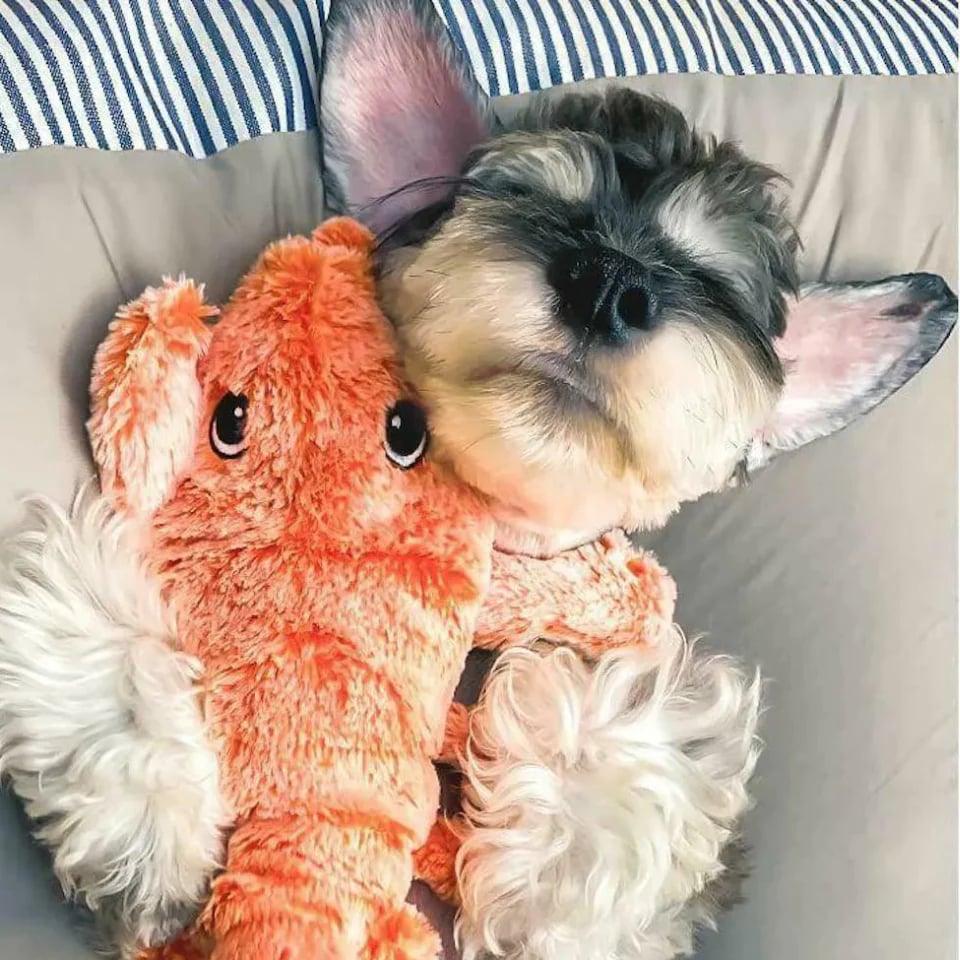 LobsterPals™ | Stimuleert speelse interactie