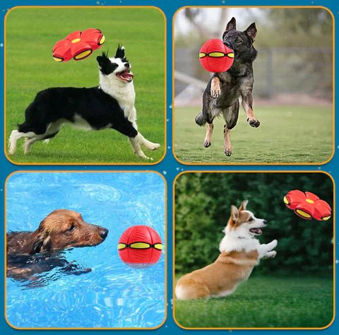 DogBall™ | Eindeloos plezier voor uw hond
